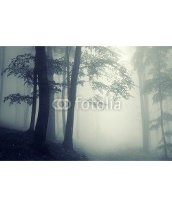 andreiuc88, trees in counter light in a dark forest