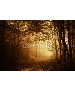 andreiuc88, warm light falling on a road in a dark forest in autumn