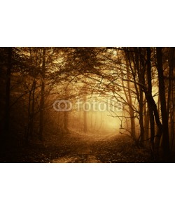 andreiuc88, warm light falling on a road in a dark forest in autumn
