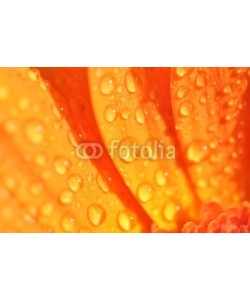 Andreja Donko, Wet Orange Gerbera