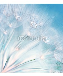 Anna Omelchenko, Abstract dandelion flower background
