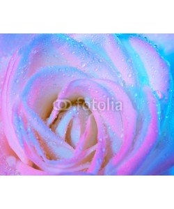 Anna Omelchenko, Abstract wet rose background