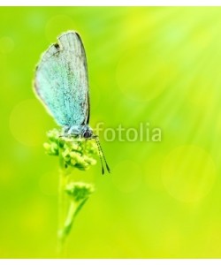 Anna Omelchenko, Beautiful butterfly