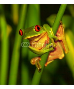 Anna Omelchenko, Cute green frog