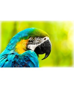 Anna Omelchenko, Exotic colorful African macaw parrot