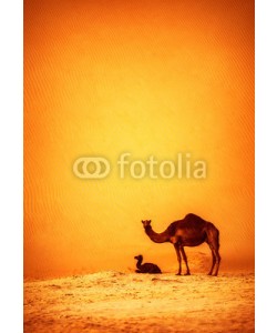Anna Omelchenko, Family of wild camels