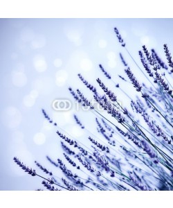 Anna Omelchenko, Lavender flower field background