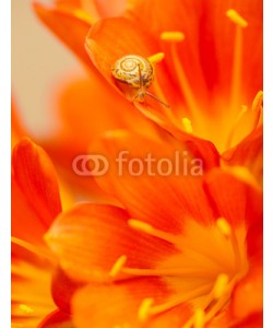 Anna Omelchenko, Little snail on red crocus flower