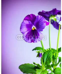 Anna Omelchenko, Purple pansy flowers