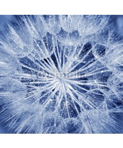 Anna Omelchenko, Soft dandelion flower