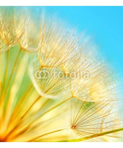 Anna Omelchenko, Soft dandelion flowers