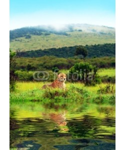 Anna Omelchenko, Wild african cheetah