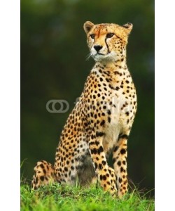 Anna Omelchenko, Wild african cheetah