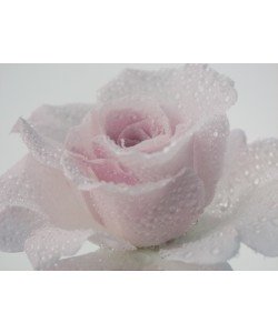 Anonym, Pink Rose