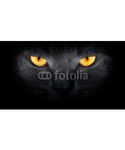 ANP, View from the darkness. muzzle a cat on a black background.