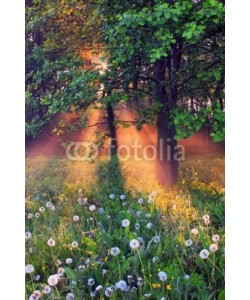 Anton Petrus, The rays of dawn sunlight illuminate the clearing with wildflowe