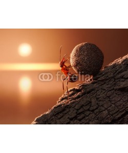 Antrey, ant Sisyphus rolls stone uphill on mountain, concept