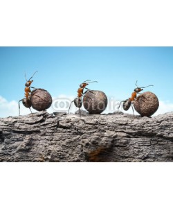 Antrey, team of ants rolling stones on rock, teamwork