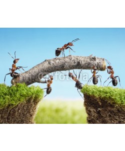 Antrey, teamwork, team of ants costructing bridge