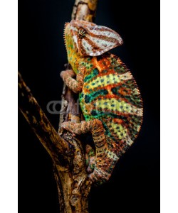 arturas kerdokas, Yemen chameleon