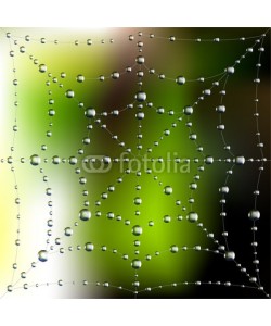 Ayvengo, Spider web with dew drops