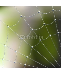 Ayvengo, Spider web with water drops