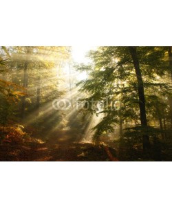 Bürgel & Gutekunst, Sonnenstrahlen fallen durch Herbstliches BlÃ¤tterdach im Wald