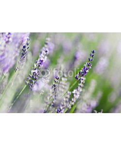 Beboy, Lavande fleur - lavender flower