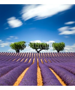 Beboy, Lavande Provence France / lavender field in Provence, France