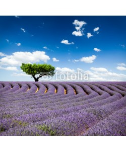 Beboy, Lavande Provence France / lavender field in Provence, France