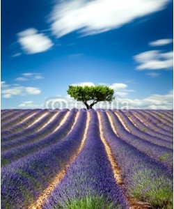 Beboy, Lavande Provence France / lavender field in Provence, France