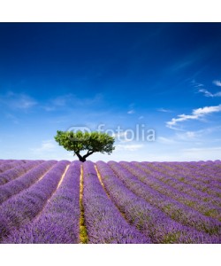 Beboy, Lavande Provence France / lavender field in Provence, France