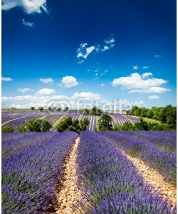 Beboy, Lavande Provence France / lavender field in Provence, France