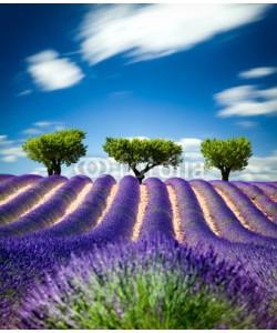 Beboy, Lavande Provence France / lavender field in Provence, France