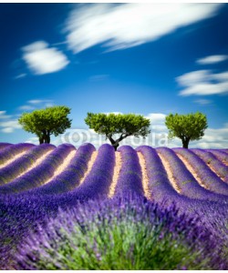 Beboy, Lavande Provence France / lavender field in Provence, France