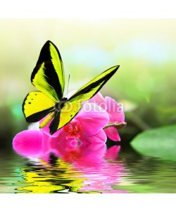 BEMPhoto, Butterfly 8