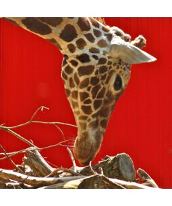 Berhard Böser, Giraffe