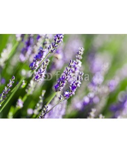 Beboy, Lavande fleur - lavender flower