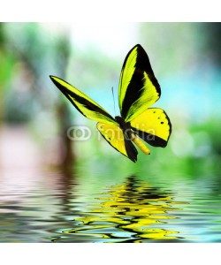 BEMPhoto, Butterfly 15