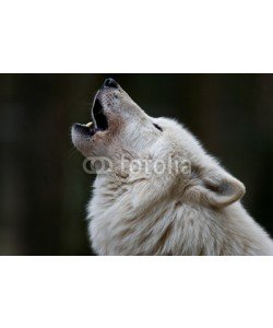 BerndtHH, Polarwolf