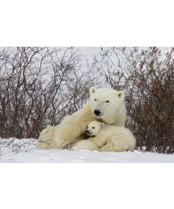 Matthias Breiter, Three month old Polar Bear cubs nursing
