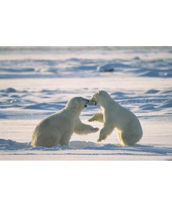 Konrad Wothe, Polar Bear males fighting, Hudson Bay, C