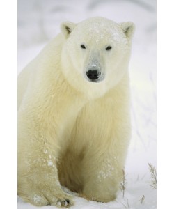 Konrad Wothe, Polar Bear adult portrait, Churchill, Ca
