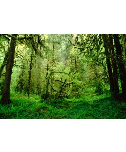 Gerry Ellis, Rainforest,Hoh River Valley,Olympic Na