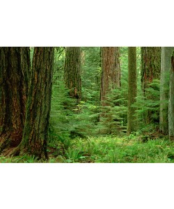 Gerry Ellis, Douglas Fir old growth forest,Vancouver