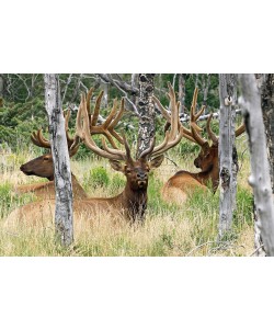 Vic Schendel, Evning Rest