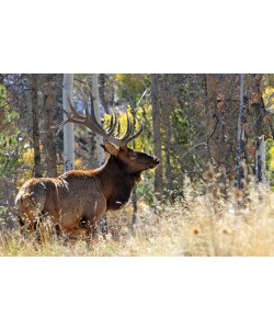 Vic Schendel, Bull Elk in the Forest