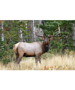 Vic Schendel, After the Rain