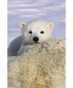 Suzi Eszterhas, Polar Bear cub peeking over mother`s bod