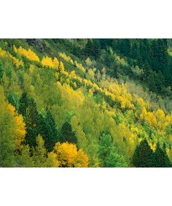 Tim Fitzharris, Aspen grove in fall colors,Gunnison Nat
